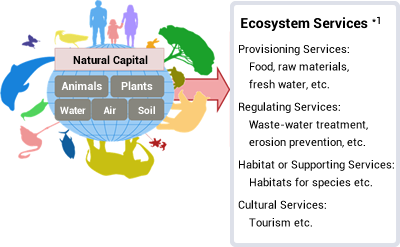 Natural Capital: Animals / Plants / Water / Air / Soil -> Ecosystem Services  *1　Provisioning Services: Food, raw materials, fresh water, etc. Regulating Services: Waste-water treatment, erosion prevention, etc. Habitat or Supporting services: Habitats for species etc. Cultural Services: Tourism etc.